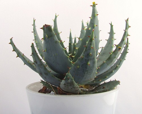 Improve Indoor Air Quality with the aloe-vera-plant