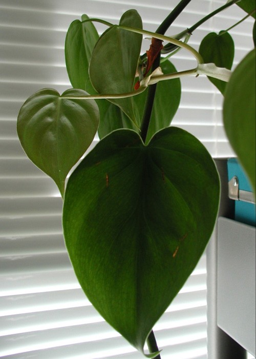 Heart Leaf Philodendron Plant Benefits Air Quality